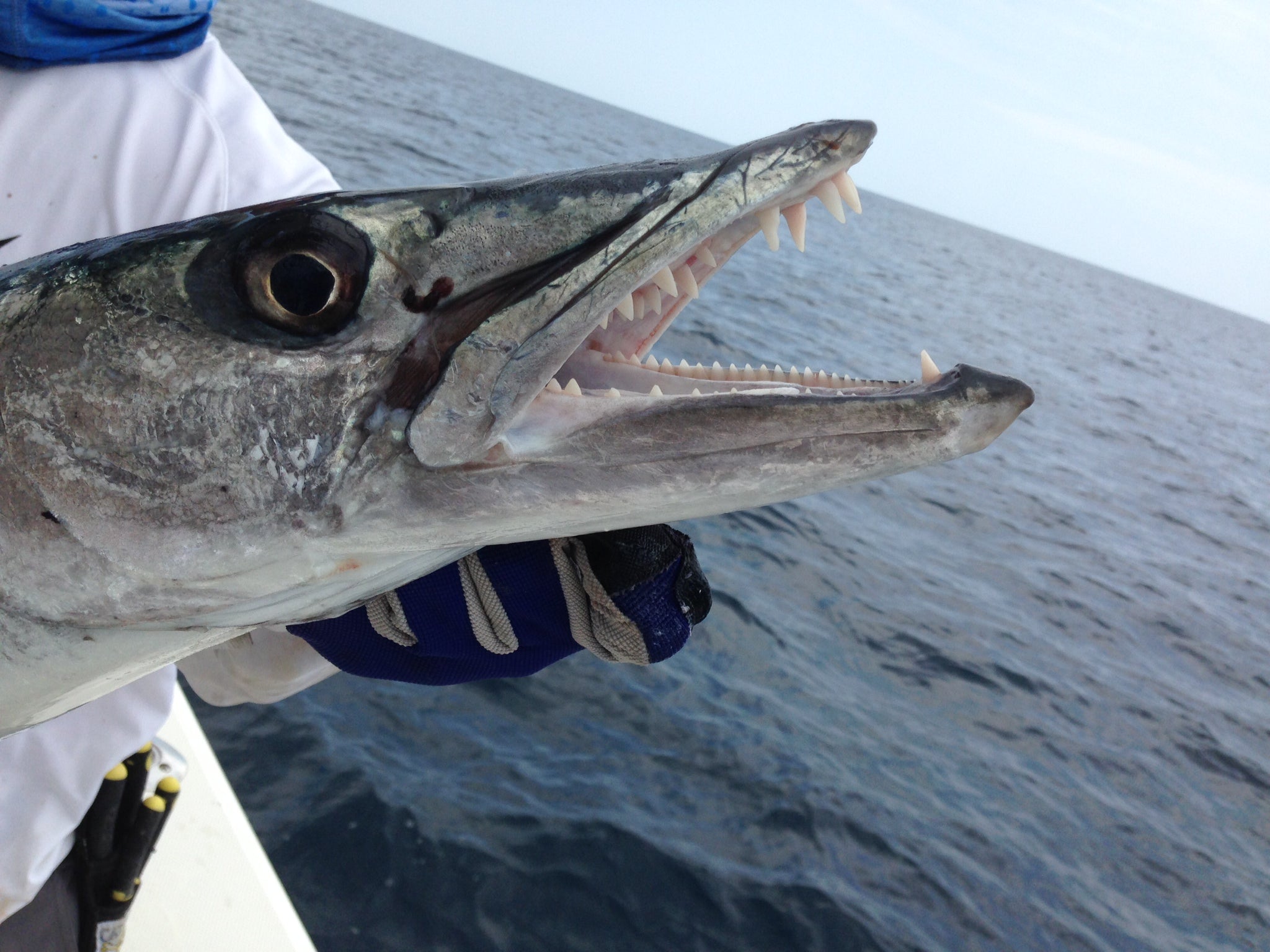 barracuda fishing with tube lure Cuda premium performer Great for redfish Fishing Tube Lure For GIANT