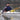 Paddling With “A Stick”…Greenland Paddles Re-discovered
