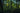 Thick lush green forest photo